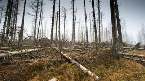 Náhledový obrázek - Největší kůrovcová kalamita v historii: letos bude napadeno až 15 milionů metrů krychlových dřeva