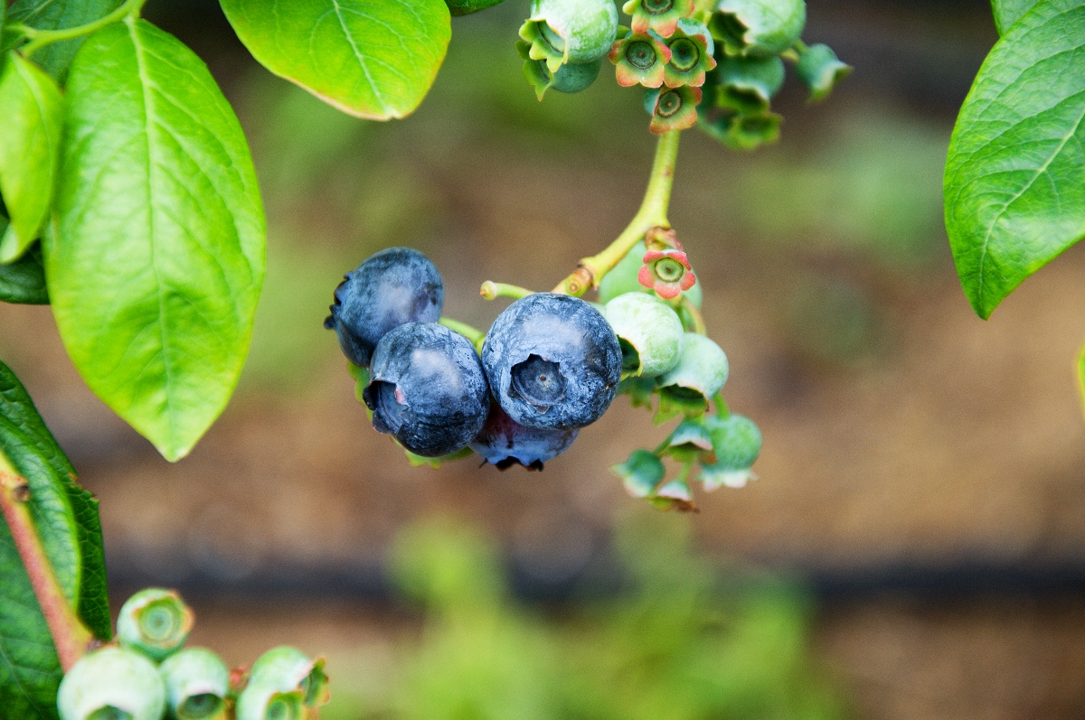 Borůvky jsou zdrojem zdraví, říká dcera polských farmářů