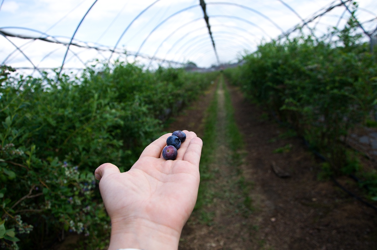 Borůvky jsou zdrojem zdraví, říká dcera polských farmářů