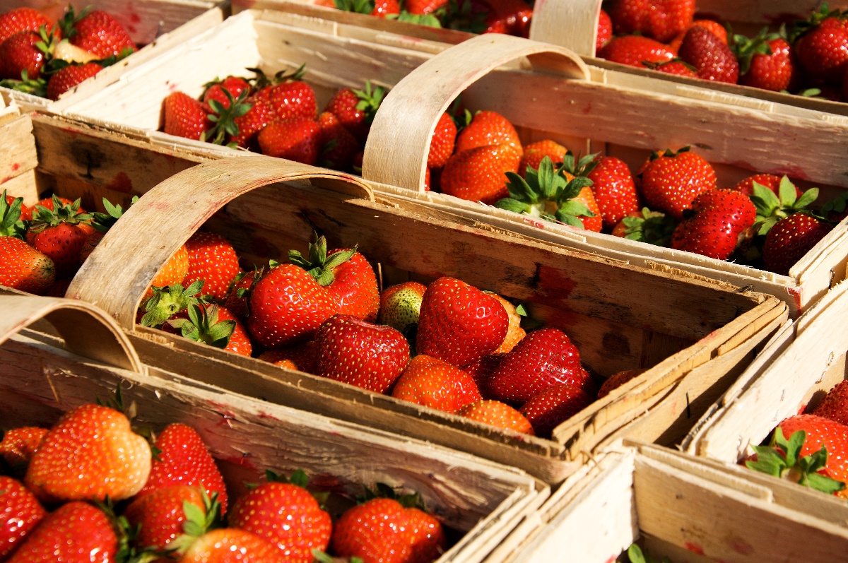 Borůvky jsou zdrojem zdraví, říká dcera polských farmářů