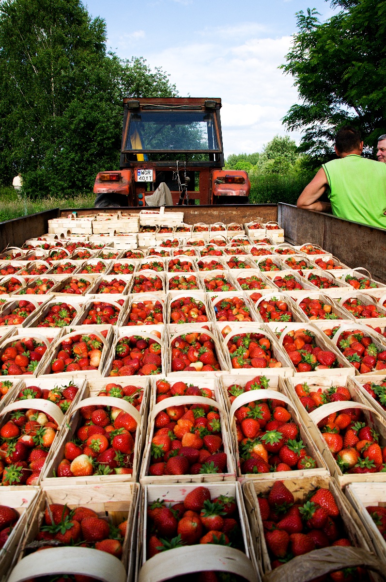 Borůvky jsou zdrojem zdraví, říká dcera polských farmářů