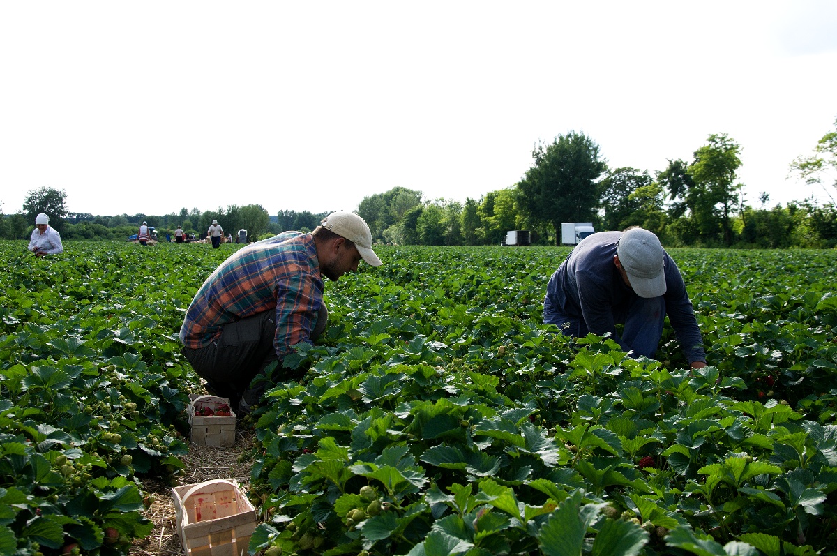 Borůvky jsou zdrojem zdraví, říká dcera polských farmářů
