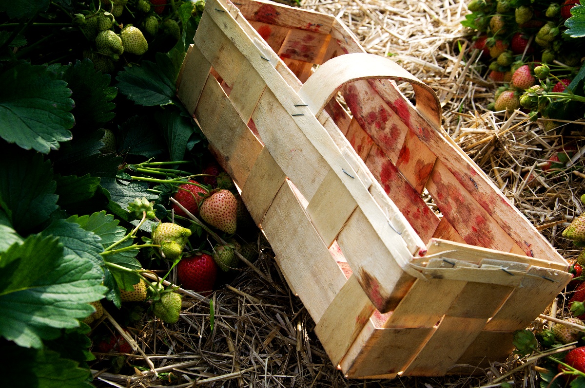 Borůvky jsou zdrojem zdraví, říká dcera polských farmářů