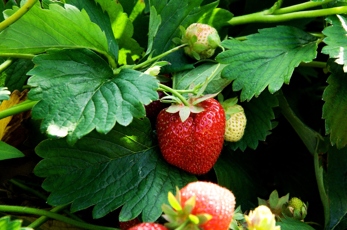 Borůvky jsou zdrojem zdraví, říká dcera polských farmářů