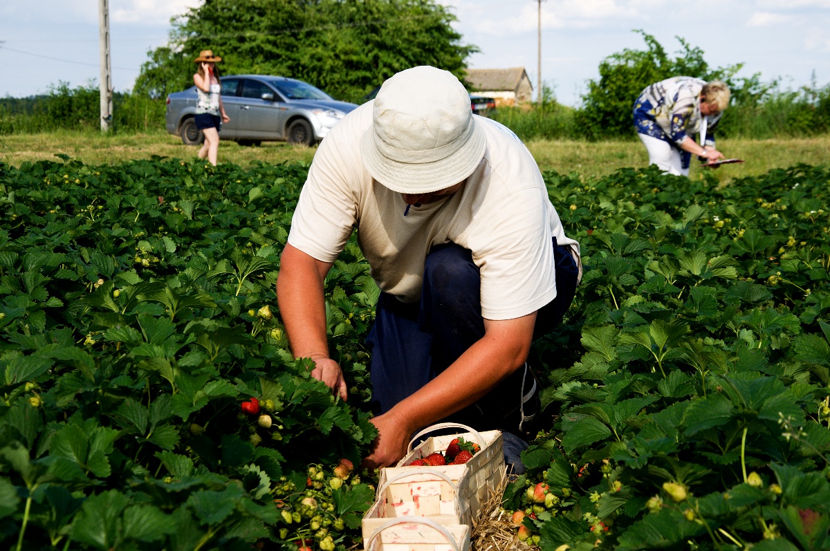 Borůvky jsou zdrojem zdraví, říká dcera polských farmářů