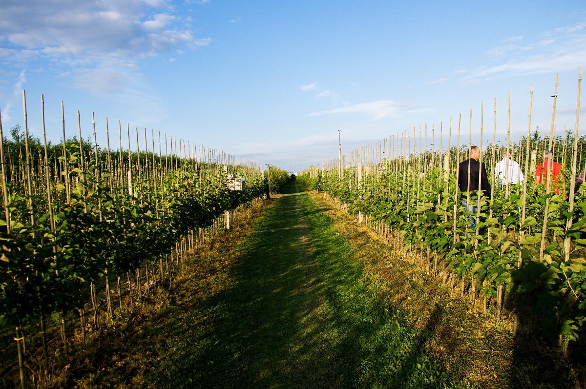 Borůvky jsou zdrojem zdraví, říká dcera polských farmářů