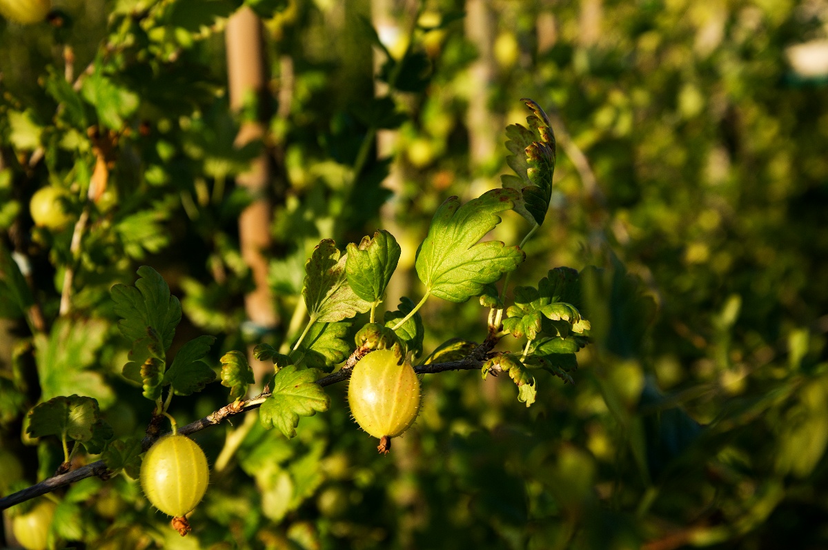 Borůvky jsou zdrojem zdraví, říká dcera polských farmářů