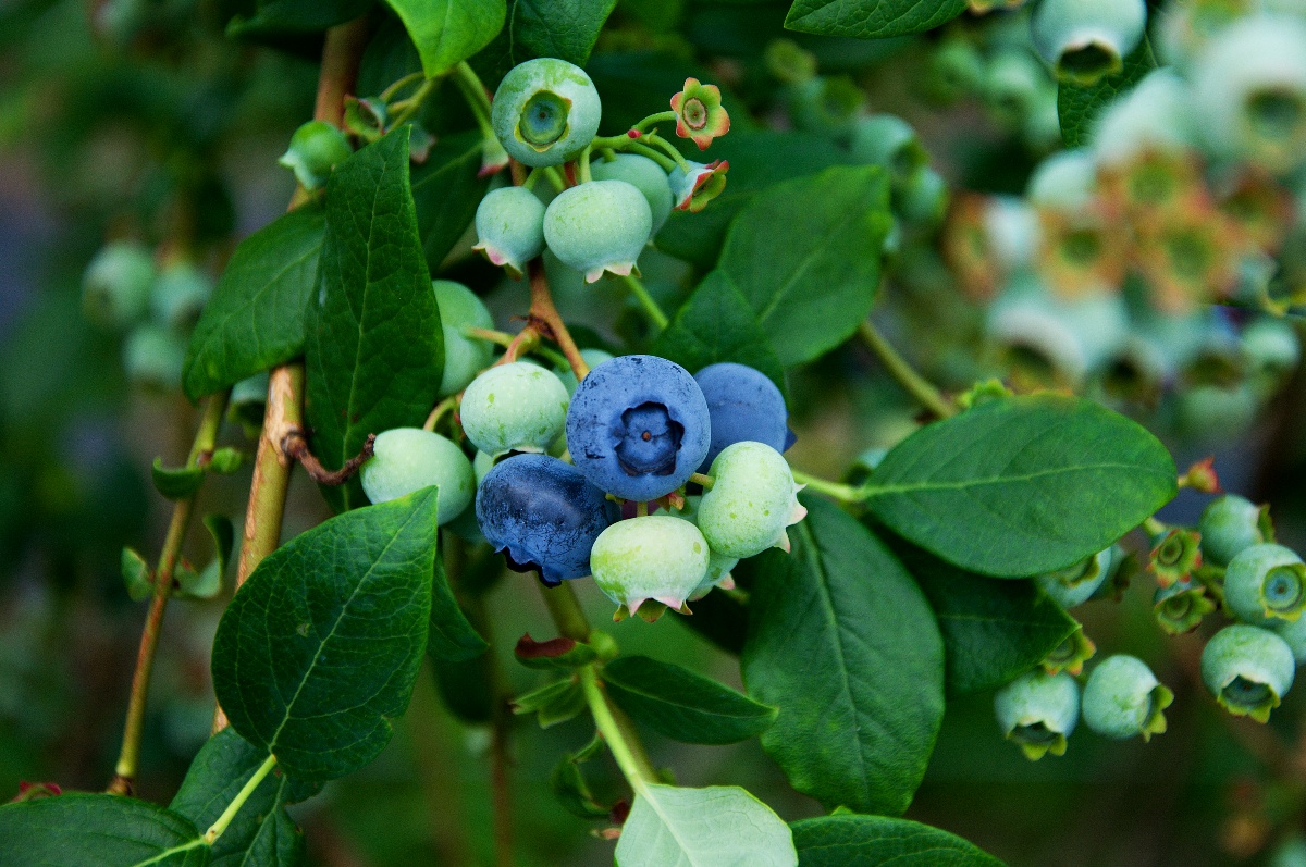 Borůvky jsou zdrojem zdraví, říká dcera polských farmářů