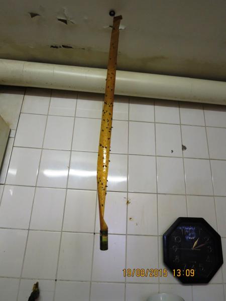 Restaurace u Kohoutů, Plzeň