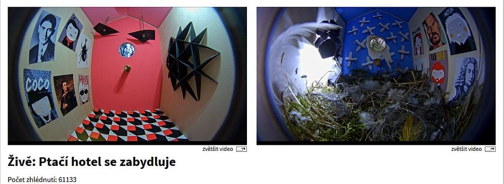 Slow TV - ptačí budky