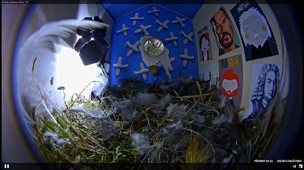 Slow TV - ptačí budky