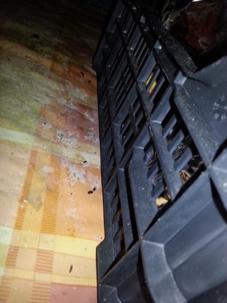 Ngoc Thao Pham, Cukrárna a Bufet Eva, rychlé občerstvení, Vsetín. Zjištěné skutečnosti: Výskyt myšího trusu, provozovna nezabezpečená před pronikáním škůdců, výrazně zanedbaný úklid, znečištěné kuchyňské náčiní, výrazné znečištění všech prostor, nečistoty na stěnách, podlaze a na regálech či zařízeních, poškození stěn a stropu, riziko kontaminace potravin z důvodu nevyhovujících prostor, nevhodně skladované potraviny