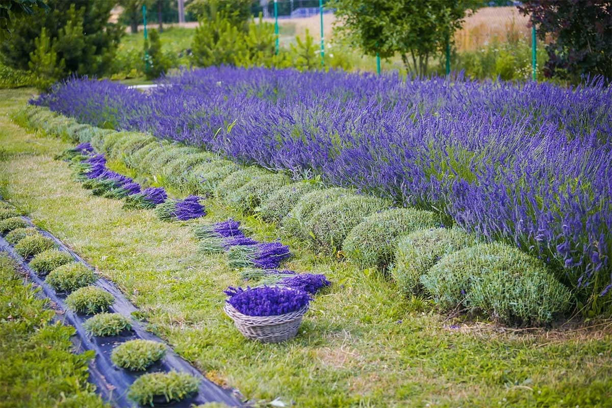 Levandule na Levandulové farmě Strání