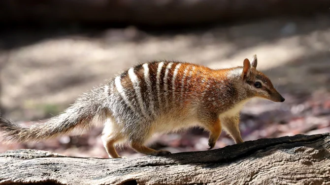 Numbat