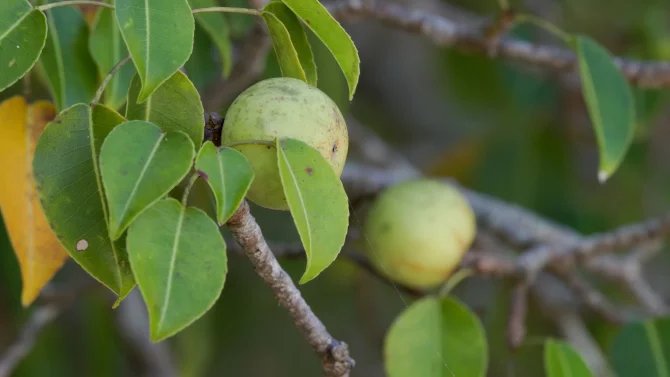 Hippomane mancinella. Jméno manchineel (někdy hláskované manchioneel nebo manchineal) pochází ze španělského manzanilla ('malé jablko') kvůli jisté podobnosti jeho plodů a listů s plody jabloní. Říká se mu také plážové jablko .