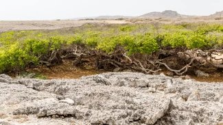 Druh je rozšířen na pobřežích tropické Ameriky od jižní Floridy a středního Mexika přes Střední Ameriku a Karibské ostrovy po pobřežní oblasti severu Jižní Ameriky, vyskytuje se též na Galapágách. Roste nejčastěji při mořském pobřeží mimo dosah přílivu nebo na březích brakických vod. Řidčeji jej lze nalézt i ve vnitrozemí.