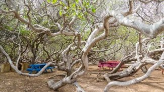 Dnešní španělské jméno je manzanilla de la muerte , „malé jablko smrti“. To odkazuje na skutečnost, že manchineel je jedním z nejjedovatějších stromů na světě: má mléčně bílou mízu, která obsahuje četné toxiny a může způsobit puchýře. Míza je přítomna v každé části stromu – v kůře, listech a ovoci.