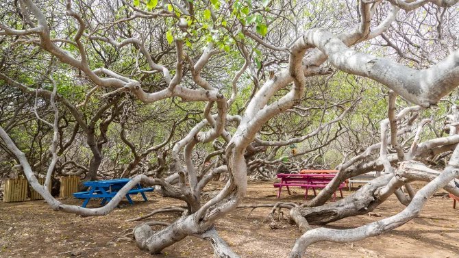 Dnešní španělské jméno je manzanilla de la muerte , „malé jablko smrti“. To odkazuje na skutečnost, že manchineel je jedním z nejjedovatějších stromů na světě: má mléčně bílou mízu, která obsahuje četné toxiny a může způsobit puchýře. Míza je přítomna v každé části stromu – v kůře, listech a ovoci.
