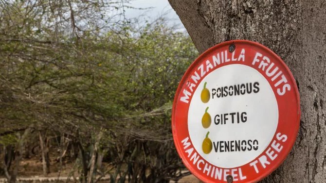 Karibští domorodci používali mancinelu k přípravě šípového jedu a v lékařství. Poskytuje kvalitní dřevo, které ale musí být zpracováváno s velkou opatrností. Druh byl někdy vysazován i ke zpevnění pobřeží proti erozi. Na navštěvovaných místech bývá strom označen výstražnými cedulemi nebo červenými pruhy.