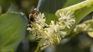 Náhledový obrázek - Lípa srdčitá je národní symbol i léčivá dřevina. Využívají se její listy, květy a kůra