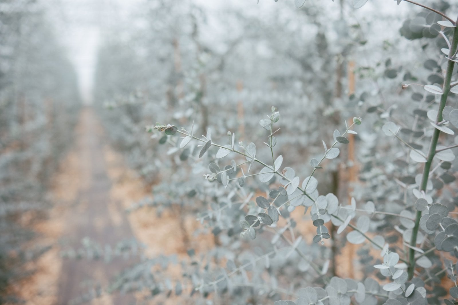 Eukalyptus z Eukalyptové farmy