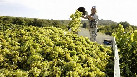 Náhledový obrázek - Víno zdraží. Mrazy způsobily na vinicích škody za 1,2 miliardy