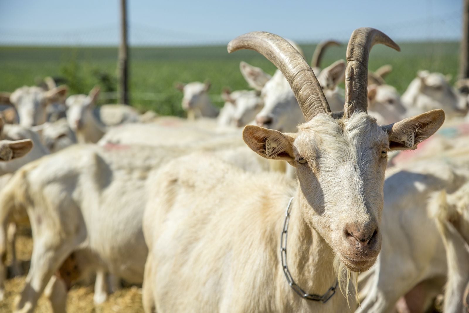 Sýrárna a kozí farma Jezeřany-Maršovice