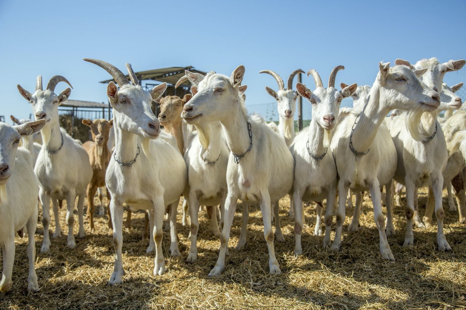 Sýrárna a kozí farma Jezeřany-Maršovice