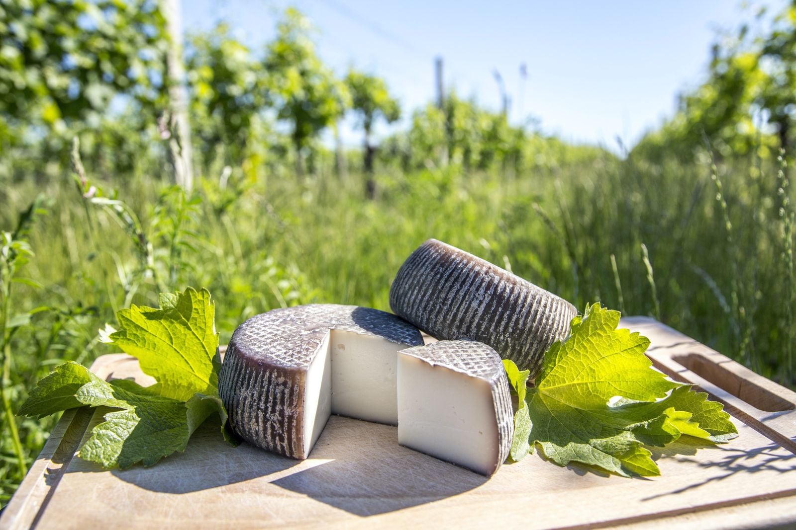 Sýrárna a kozí farma Jezeřany-Maršovice