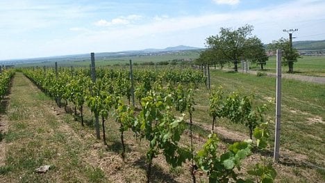 Náhledový obrázek - Z kukuřice do vína. Herbicid poškodil jihomoravské vinice