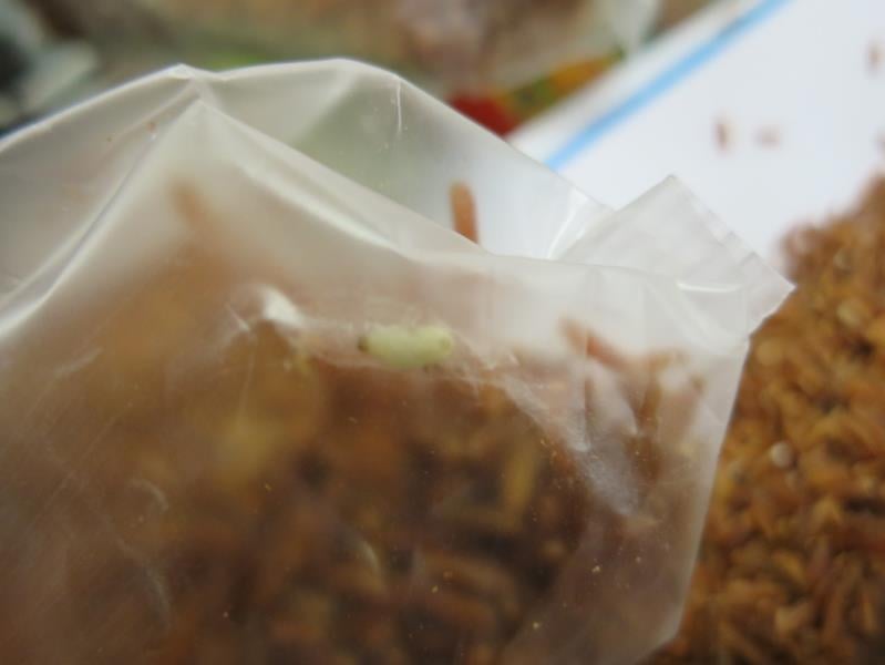 Častým problémem jsou škůdci, kterým se při špatném skladování v obilných výrobcích výborně daří