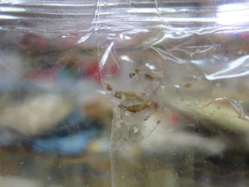 Častým problémem jsou škůdci, kterým se při špatném skladování v obilných výrobcích výborně daří