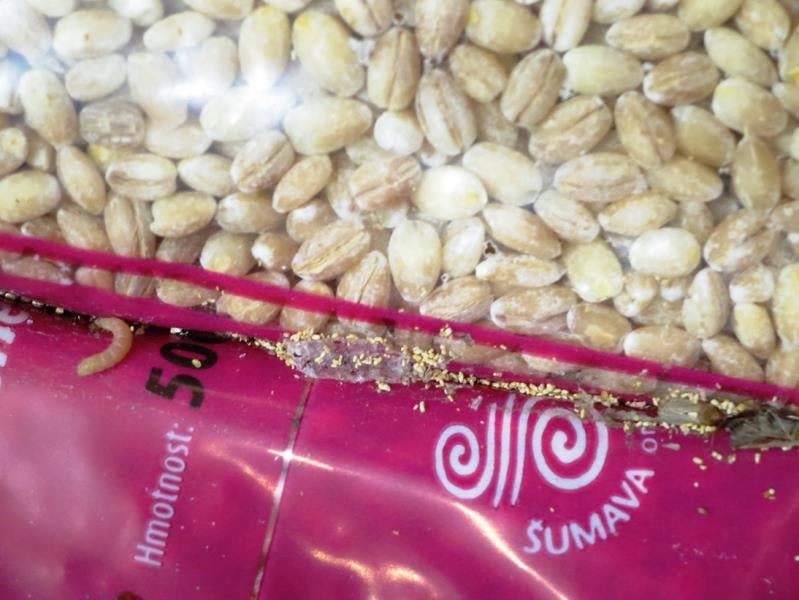 Častým problémem jsou škůdci, kterým se při špatném skladování v obilných výrobcích výborně daří