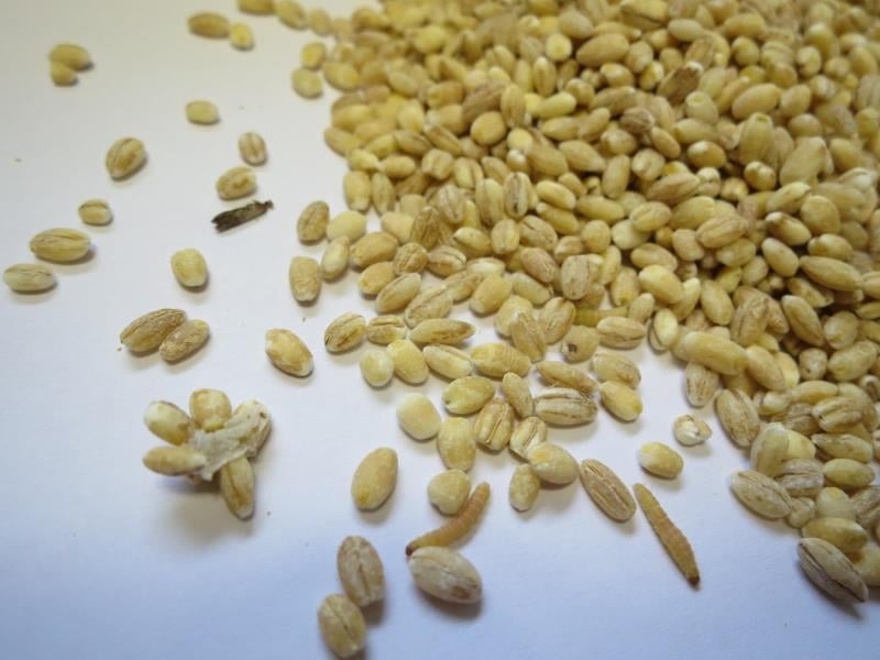 Častým problémem jsou škůdci, kterým se při špatném skladování v obilných výrobcích výborně daří