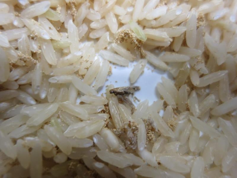 Častým problémem jsou škůdci, kterým se při špatném skladování v obilných výrobcích výborně daří