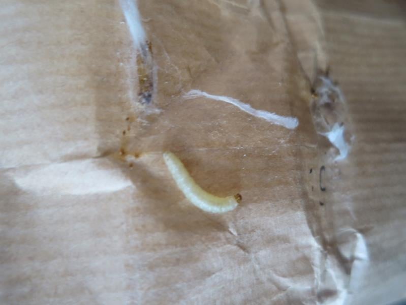 Častým problémem jsou škůdci, kterým se při špatném skladování v obilných výrobcích výborně daří