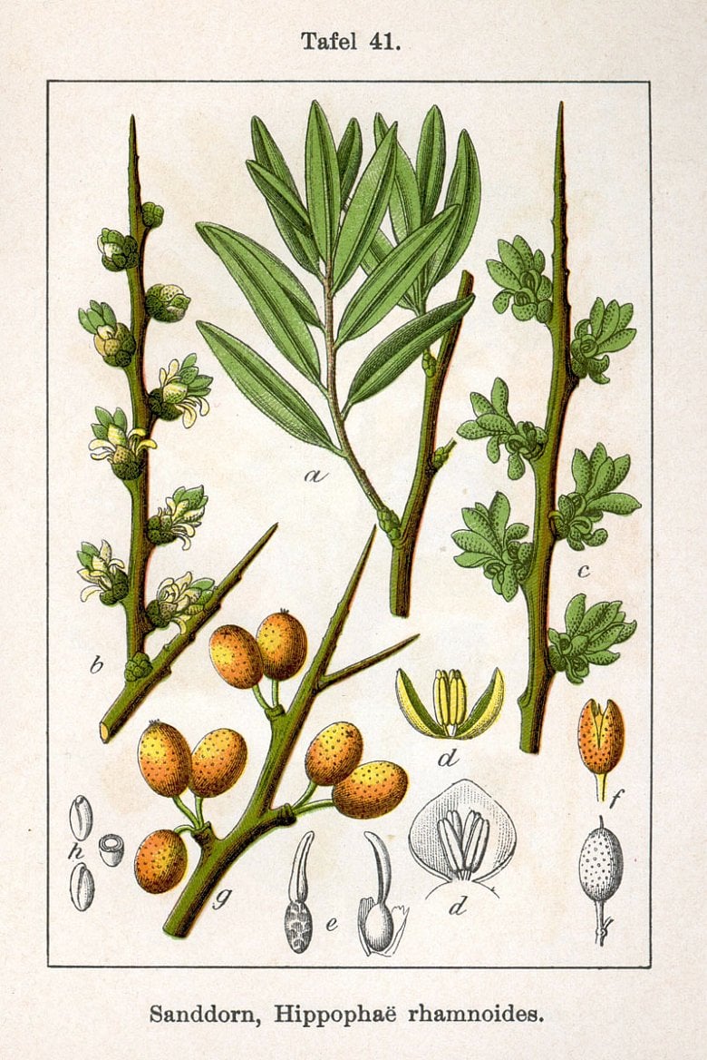 Rakytník (Hippophae rhamnoides)