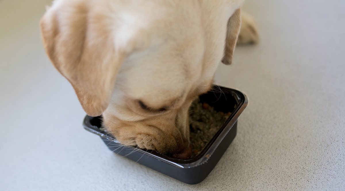 Kvalitní suroviny a pečlivá hygina, tak se vaří v Health for dog