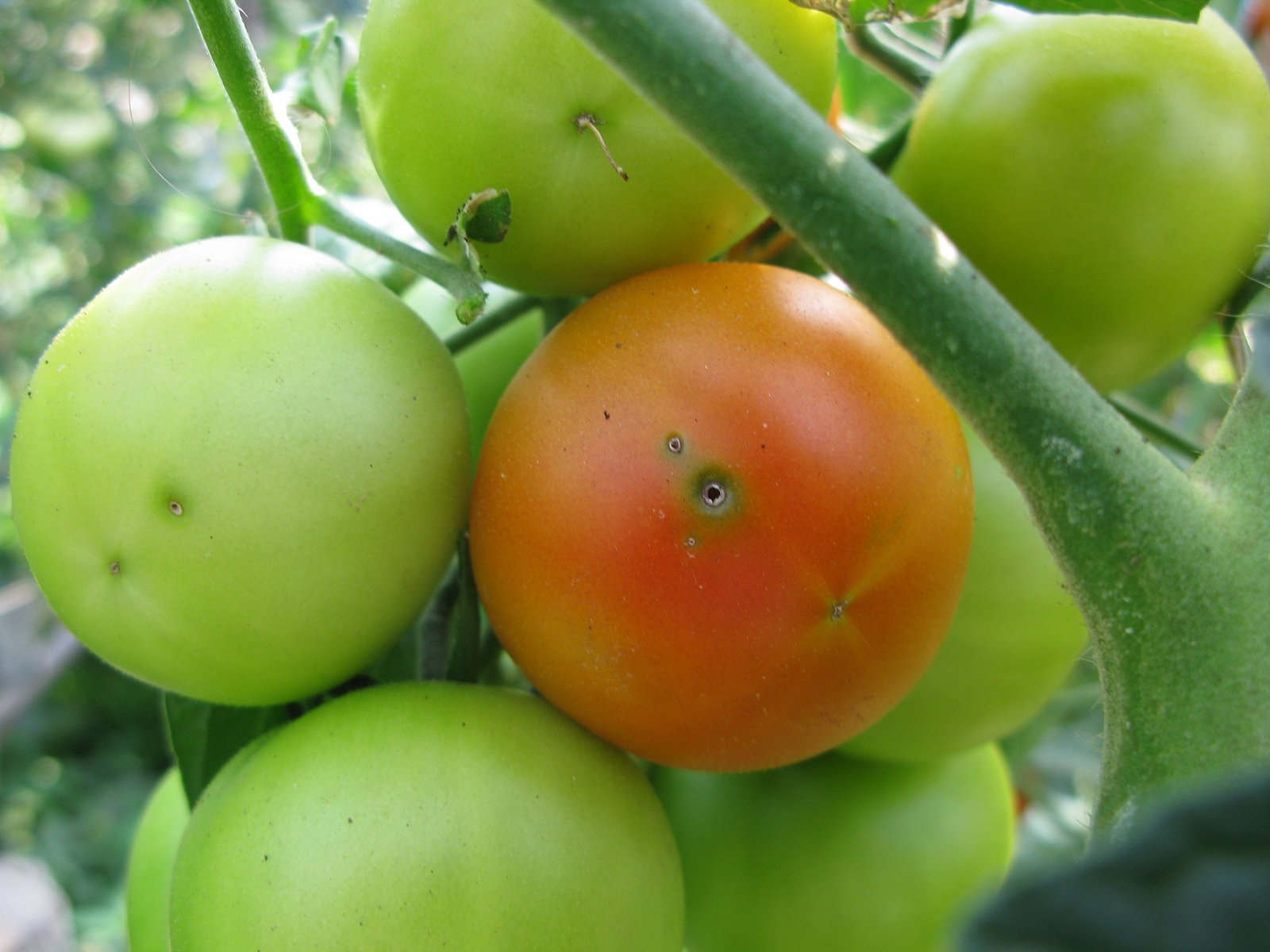 Nový škůdce rajčat makadlovkaTuta absoluta