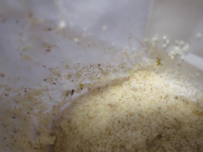 AHOLD, Brno: celkem 7 druhů mouky a krupice - uvnitř balení potravin byla zjištěna přítomnost škůdců. Na regálových policích byl taktéž zjištěn výskyt škůdců a stop po jejich činnosti (pavučinky).