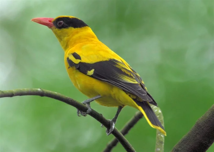 Žluva černošíjná (Oriolus chinensis)