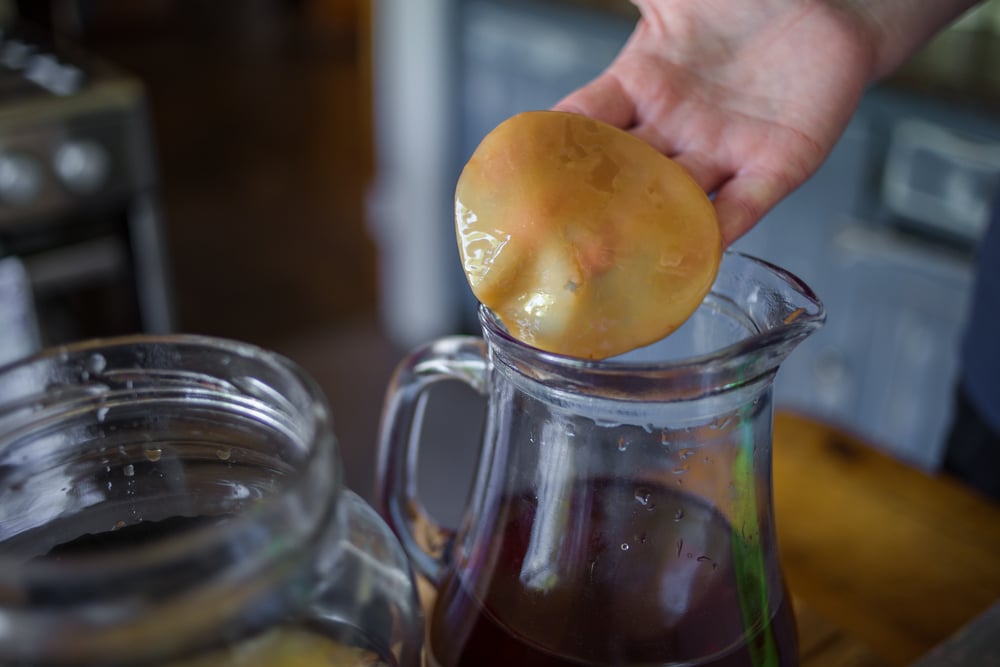 Kombucha vzniká kvašením čaje