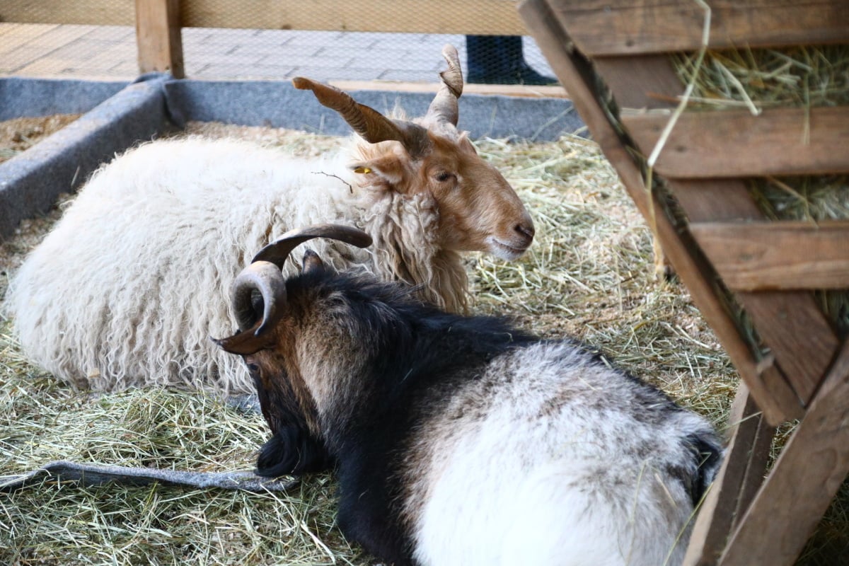 Vánoční trhy na náměstí Svobody v Brně