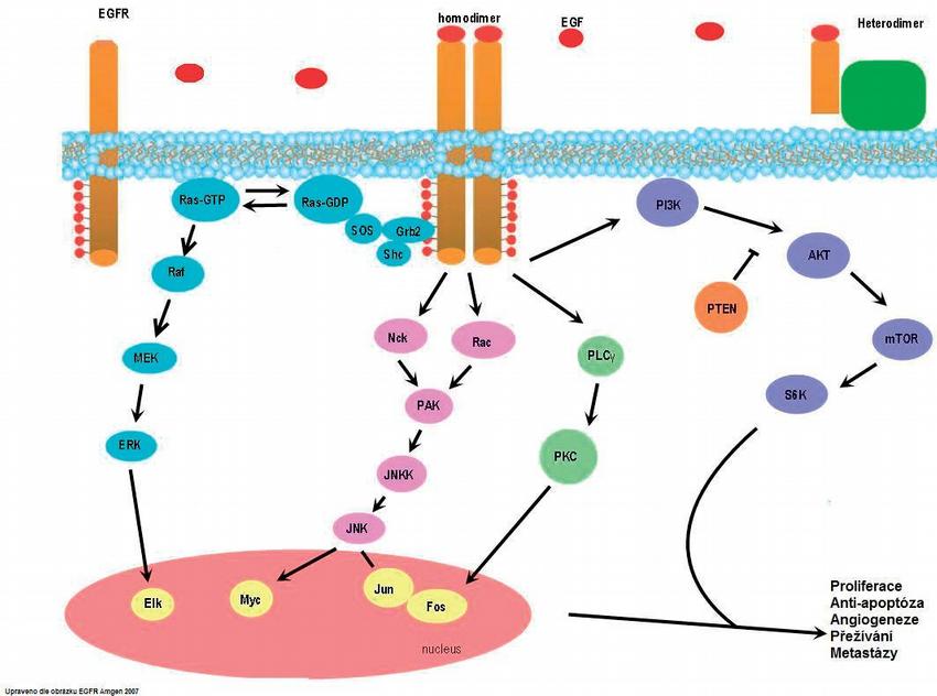 Obr. 1 – EGFR (transmembranózní receptor umožňující buněčný růst celé řady normálních i transformovaných tkání) patří do rodiny 4 těsně spjatých transmembranózních receptorů: (ErbB1), HER-2 (ErbB2), HER-3 (ErbB3) a HER-4 (ErbB4). Každý se skládá z extracelulární, transmembranózní a intracelulární domény. Vazba ligandu (např. EGF) na extracelulární doménu vede k dimerizaci receptoru – vznikají homodimery nebo heterodimery (s jinými receptory téže rodiny). Po dimerizaci následuje aktivace intracelulární tyrozinkinázové domény a následná aktivace dostředné signalizační kaskády včetně dráhyRAS/RAF/MAPK. V nádorových buňkách se tato signalizace vymkne kontrole a vzniká buňka s maligním fenotypem charakterizovaná abnormální proliferací, angiogenezí, invazivitou a prodlouženým přežíváním v důsledku inhibice apoptózy. Monoklonální protilátky (cetuximab, panitumumab) vazbou na extracelulární doménu receptoru inhibují spuštění transdukční signalizační kaskády.
Zkratky: EGF – epidermal growth factor, EGFR – epidermal growth factor receptor, GDP – guanosin difosfát, GTP – guanosin trifosfát, MEK – mitogen activated protein kinase, ERK – extracellular signal – related kinase