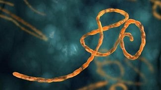 Náhledový obrázek - WHO: V Kongu nezaznamenali dva týdny nový případ eboly