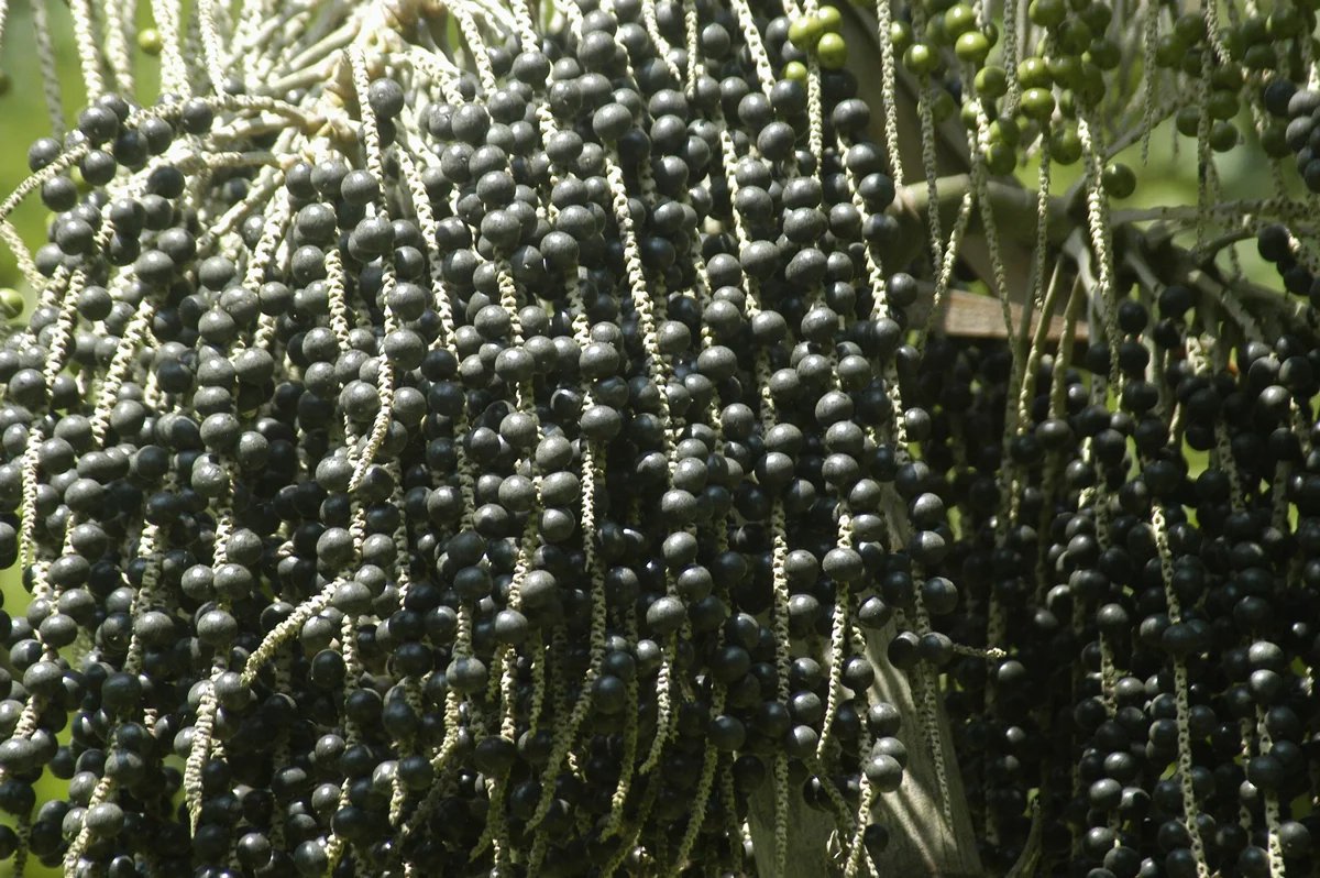 Euterpe brazilská (Euterpe oleracea), česky též kapustoň brazilská, je druh palmy pocházející z tropické Ameriky. V Brazílii je známa jako açaí [asají].