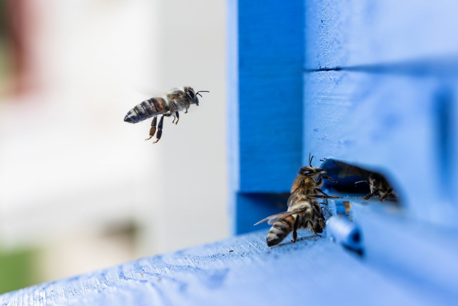 Detail včely u modrého úlu