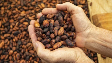 Náhledový obrázek - Afričtí farmáři opět vsadí na kakao. Kvůli rostoucím cenám komodity chtějí pěstovat boby ve velkém