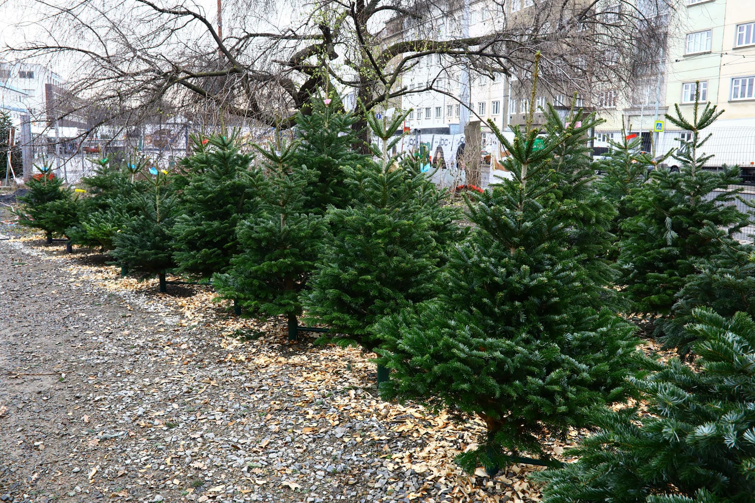 Prodej vánočních stromků 2018