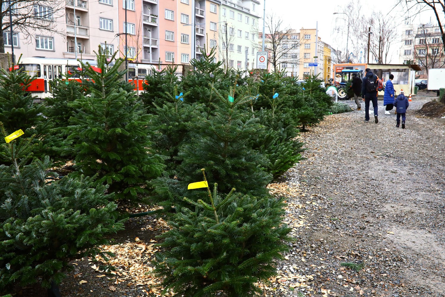 Prodej vánočních stromků 2018